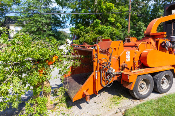 Large Tree Removal in Mcdonald, PA